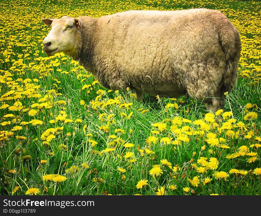 Sheep in a meadow covered with dandelions