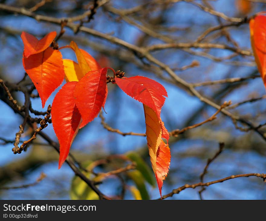 Cherry Leaves