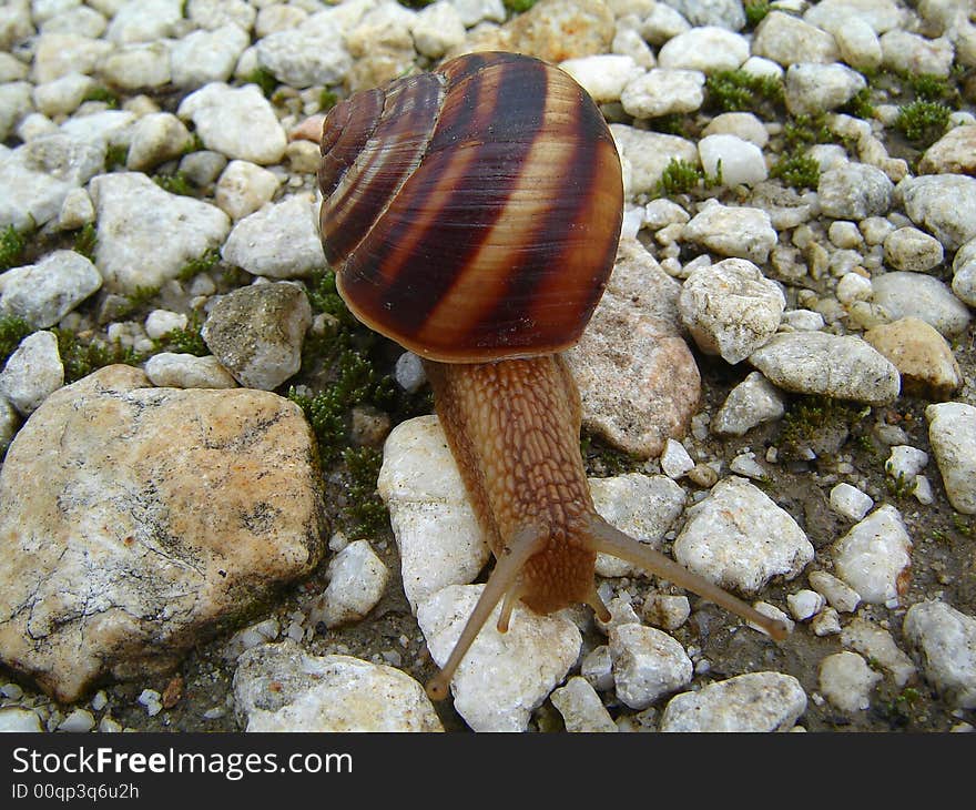 Snail