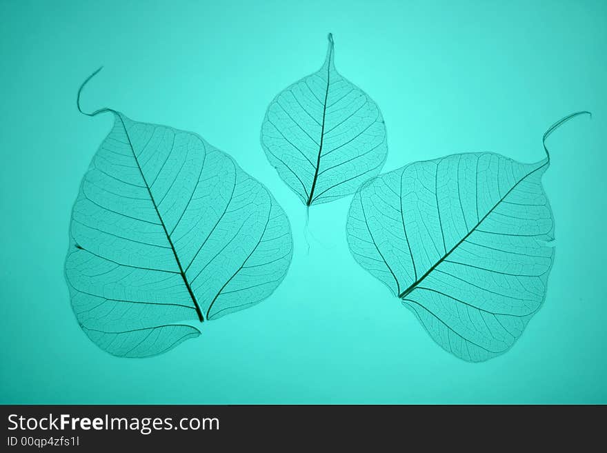 Blue leaves texture, ornate organic background