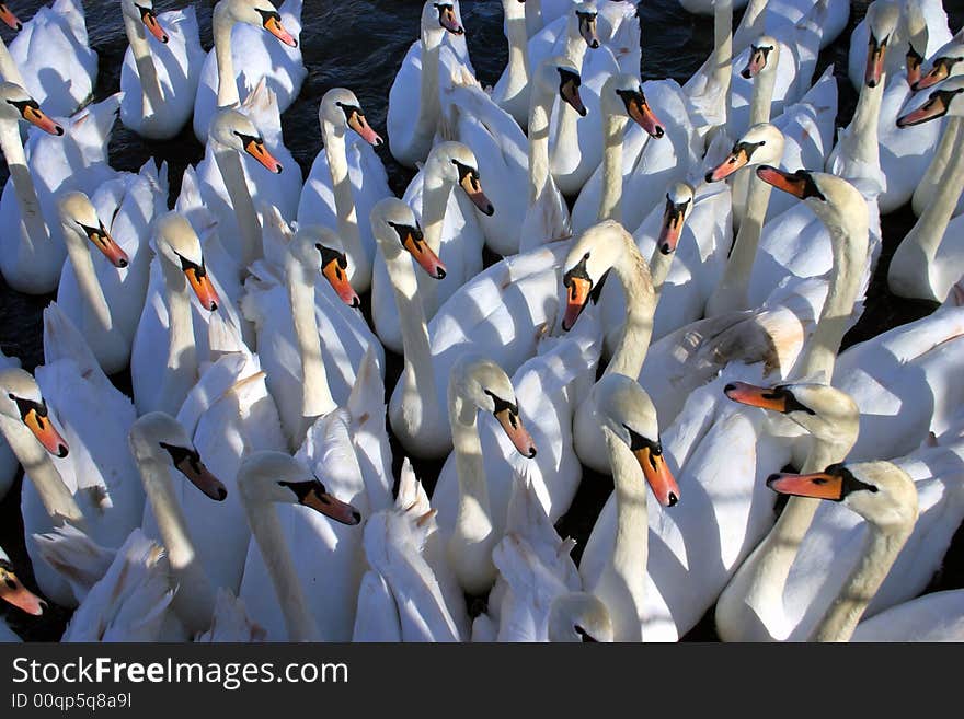 A gaggle of hungry swans having a meeting. A nice image for a jigsaw !. A gaggle of hungry swans having a meeting. A nice image for a jigsaw !