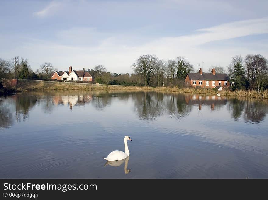 Houses next to lake with swan.