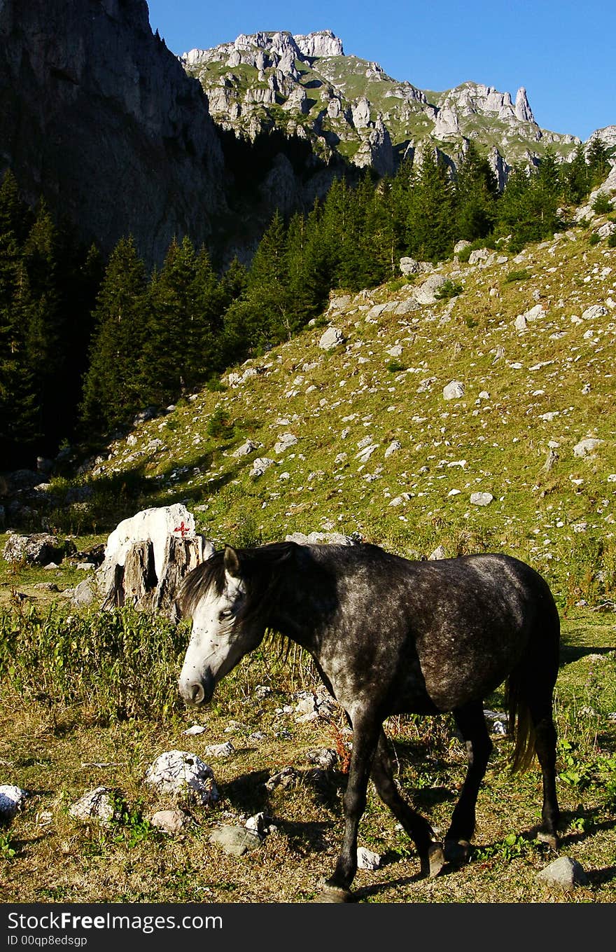 Wild horse in highland of Bucegi.