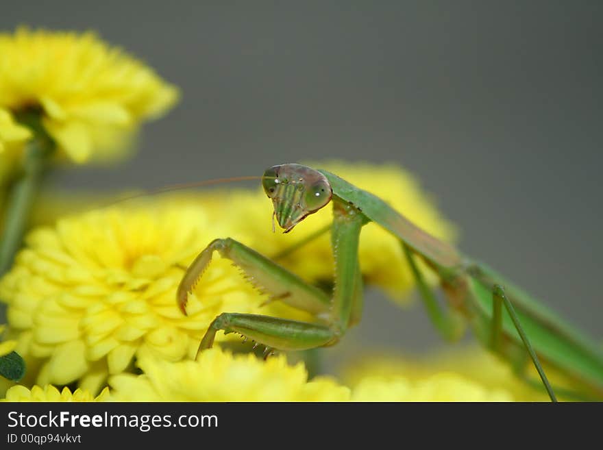 A praying mantis on a pot of yellow mums. A praying mantis on a pot of yellow mums.