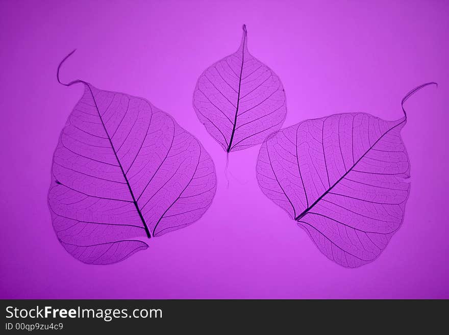 Purple leaves texture