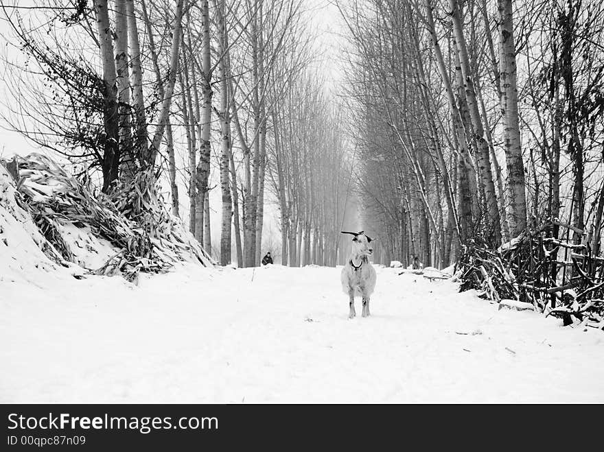 Snow sheep China winter home