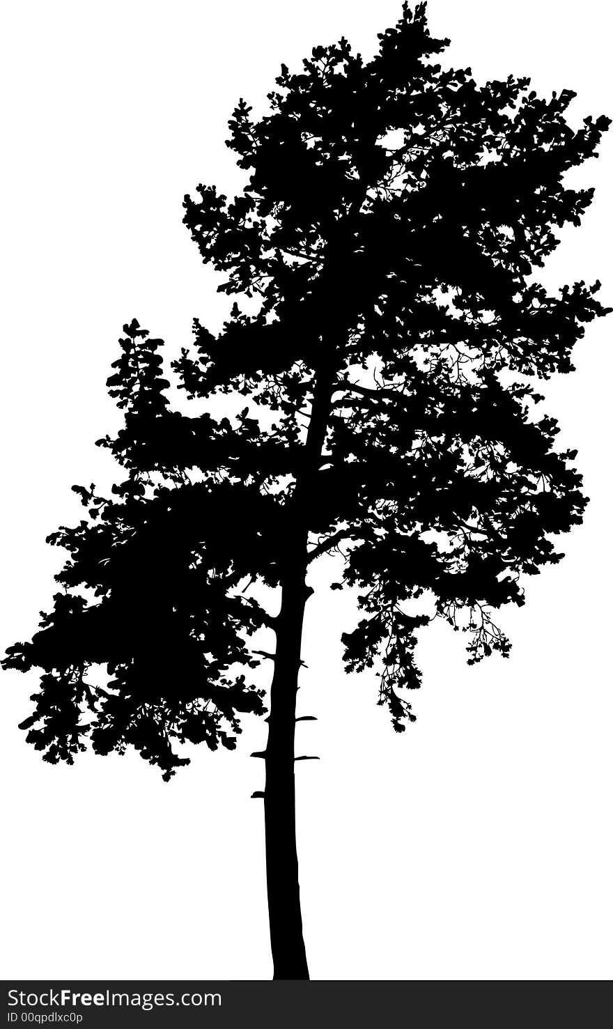 Isolated tree - 7. Silhouette. Silhouette of the pine isolated on a white background