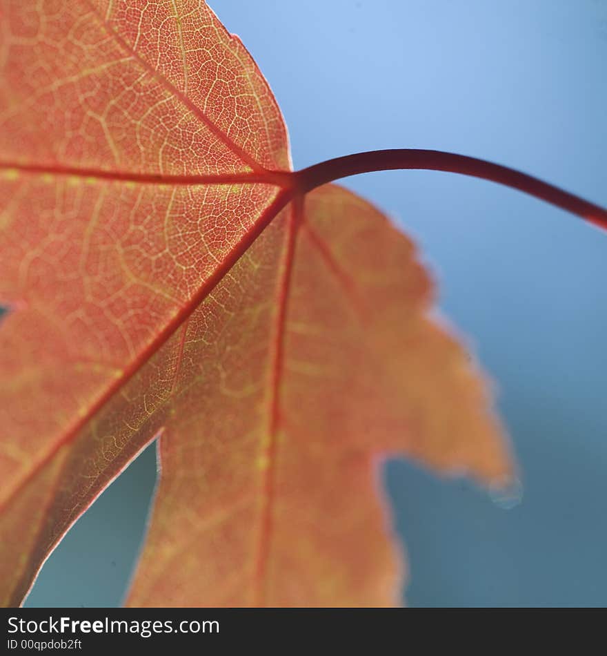 Close of leaf showing inner structure. Close of leaf showing inner structure