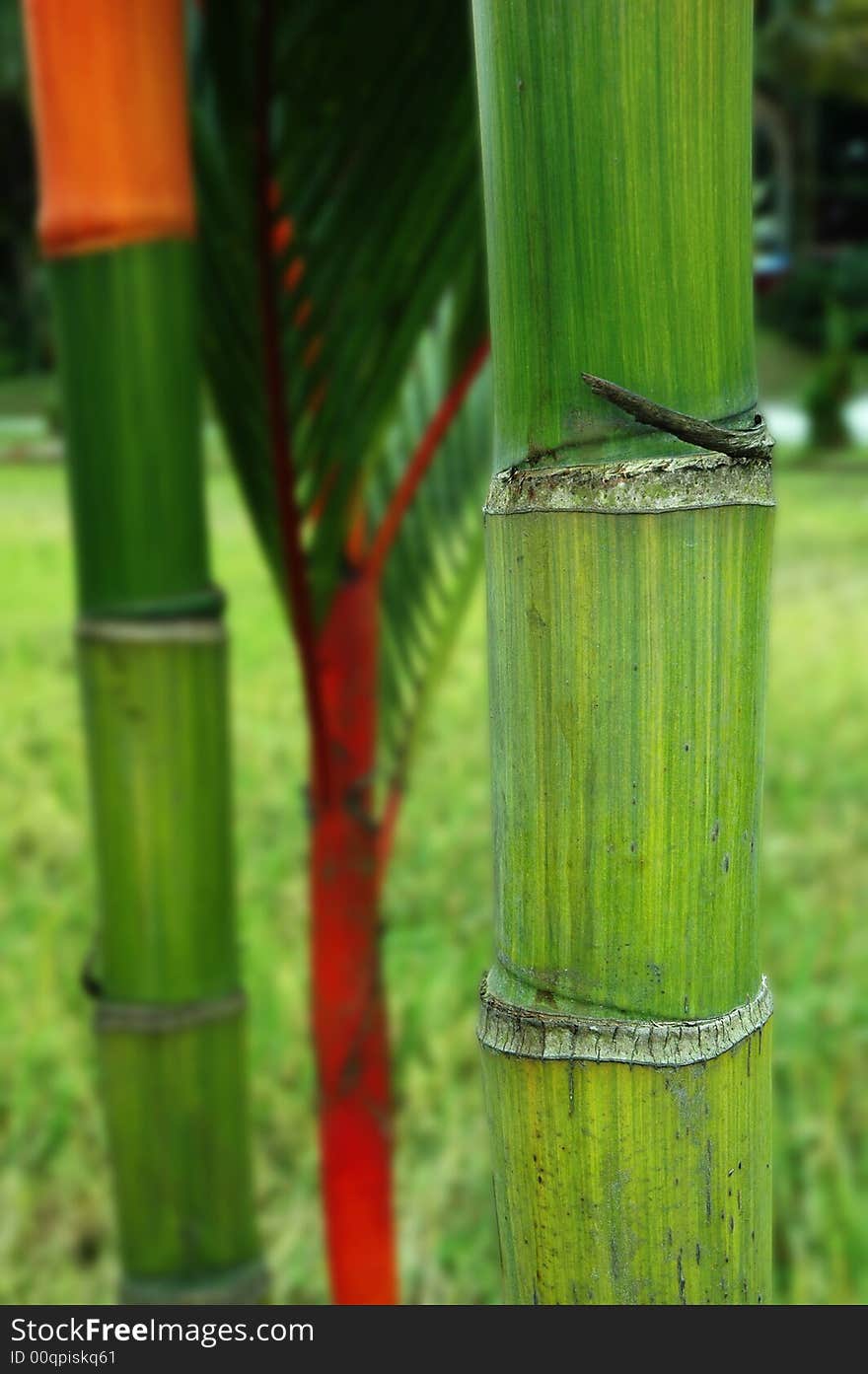 Bamboo trunks with shallow dept of field focused on right bamboo