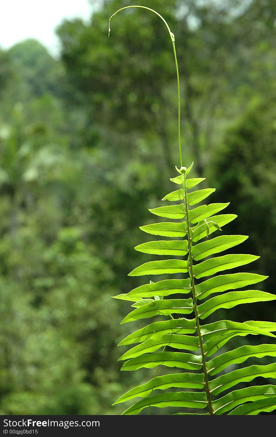 Fern fronds / leaves against a rain forest background