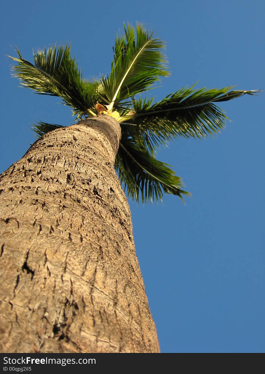 Palm Tree on Maui, Hawaii