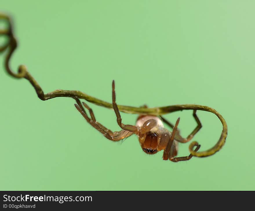 Hanging upside down