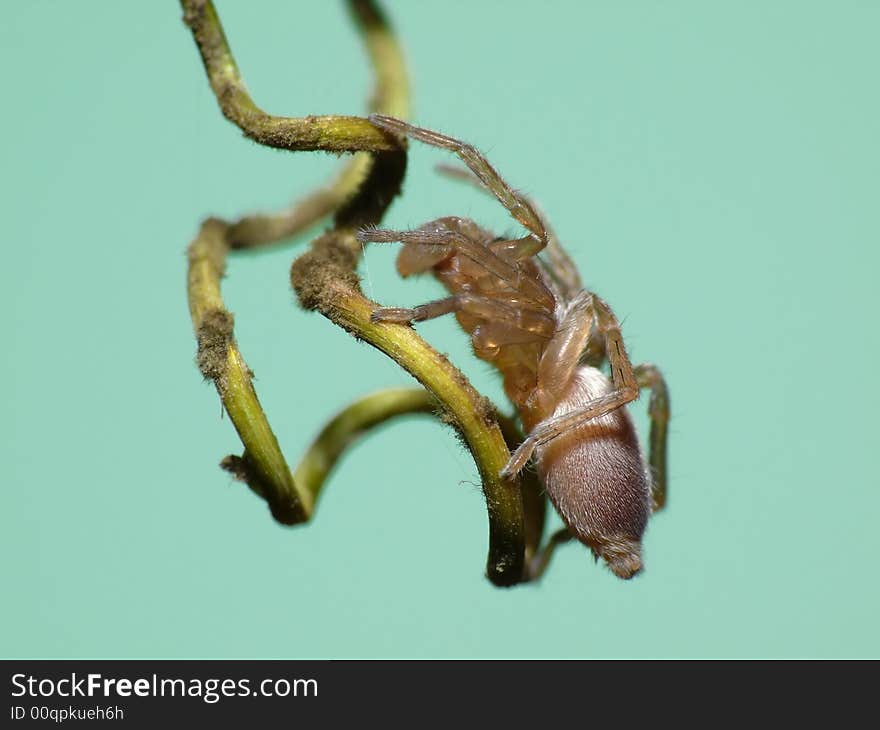 Flat-tummy Spider