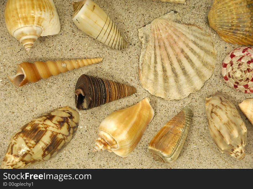 Collection with many different shells in the sand