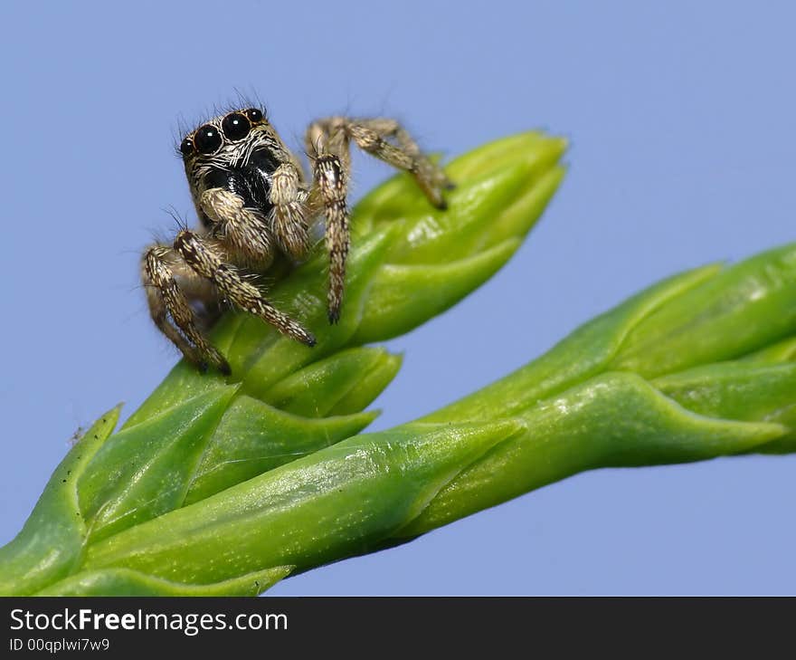 Jump spider