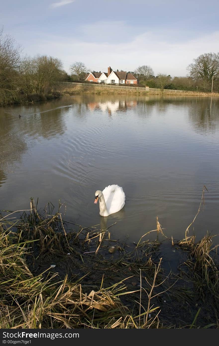 Houses next to lake with swan.