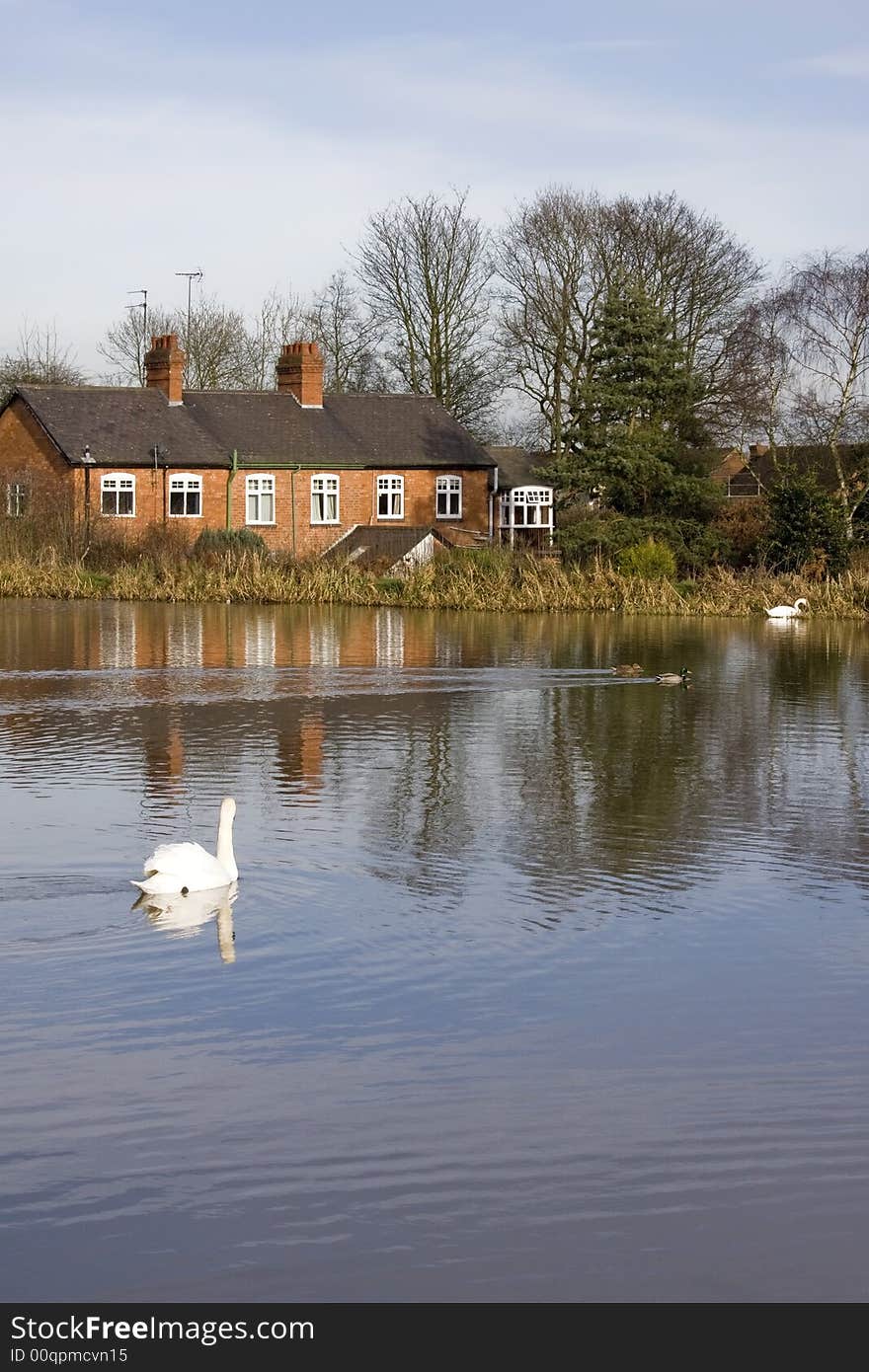 Houses next to lake with swan.