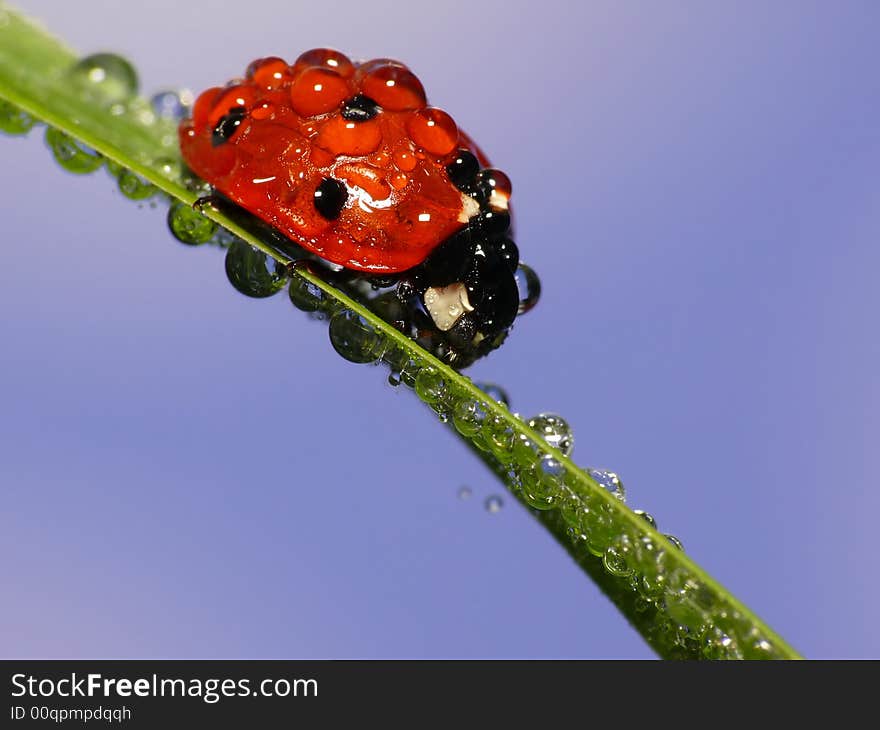 Wet ladybug