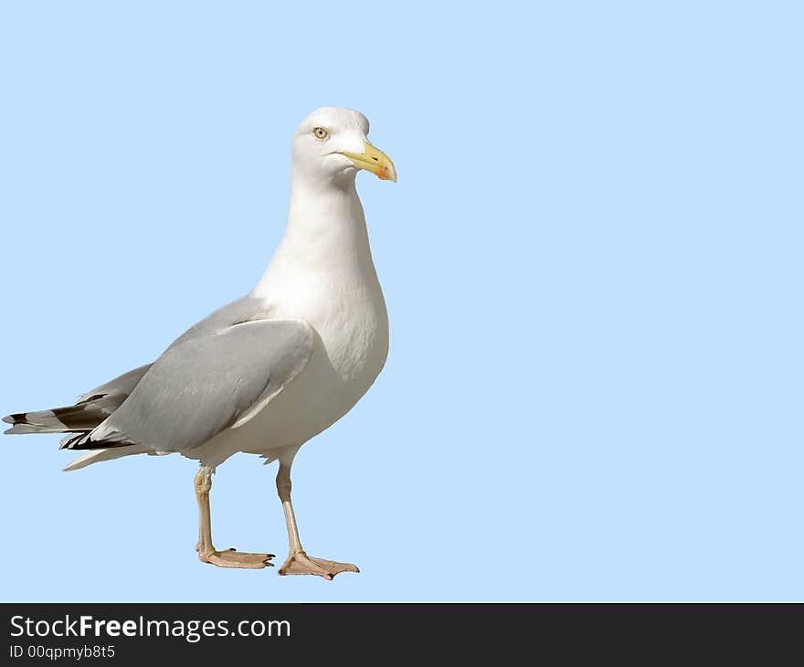 Seagull