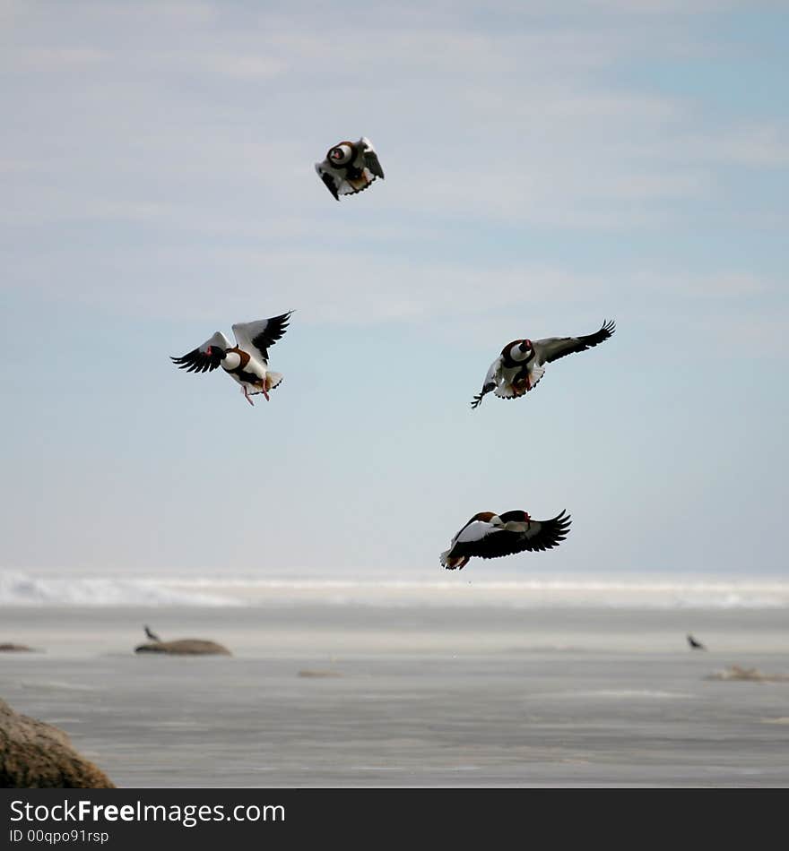 Four distracted shelldung flaying away. Four distracted shelldung flaying away