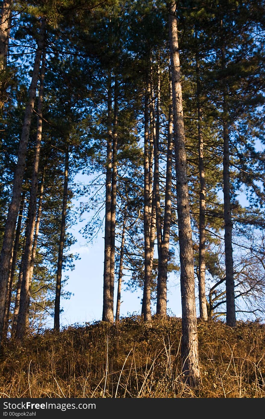 Pine tree trunks upward sunny day afternoon close up. Pine tree trunks upward sunny day afternoon close up