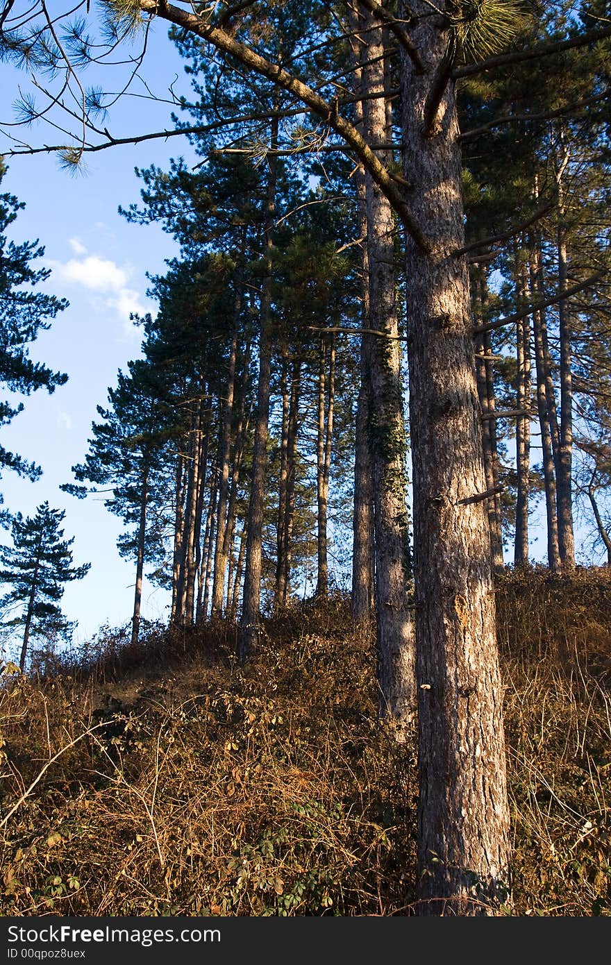 Pine tree hill sunny day afternoon close up