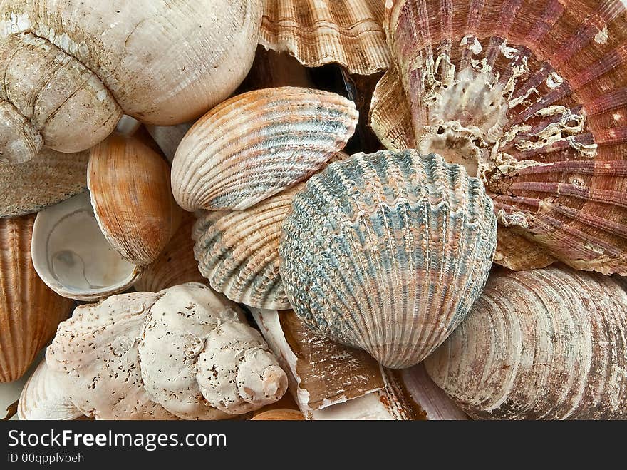 Mixture Of Seashells