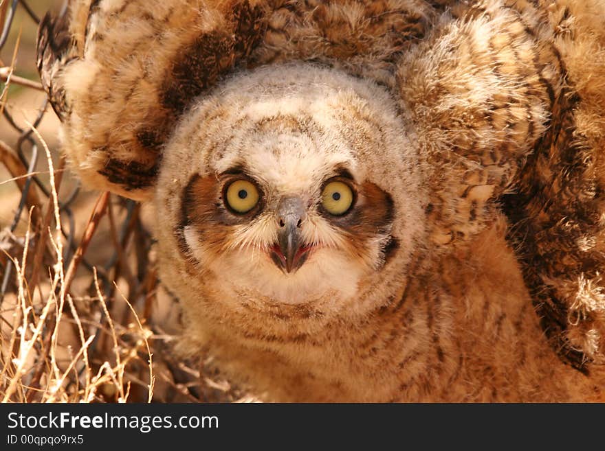 Burrowing Owl