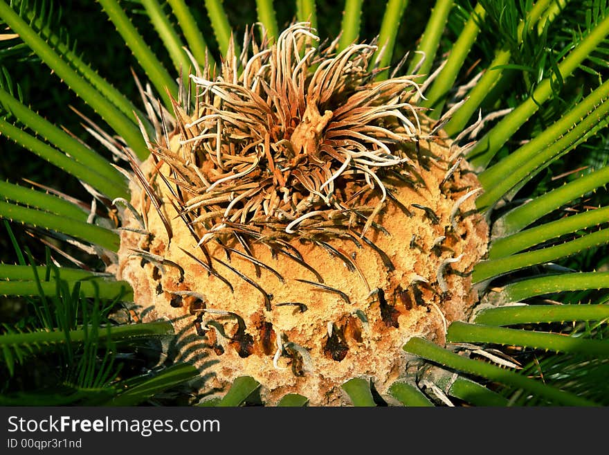 Cycas heart