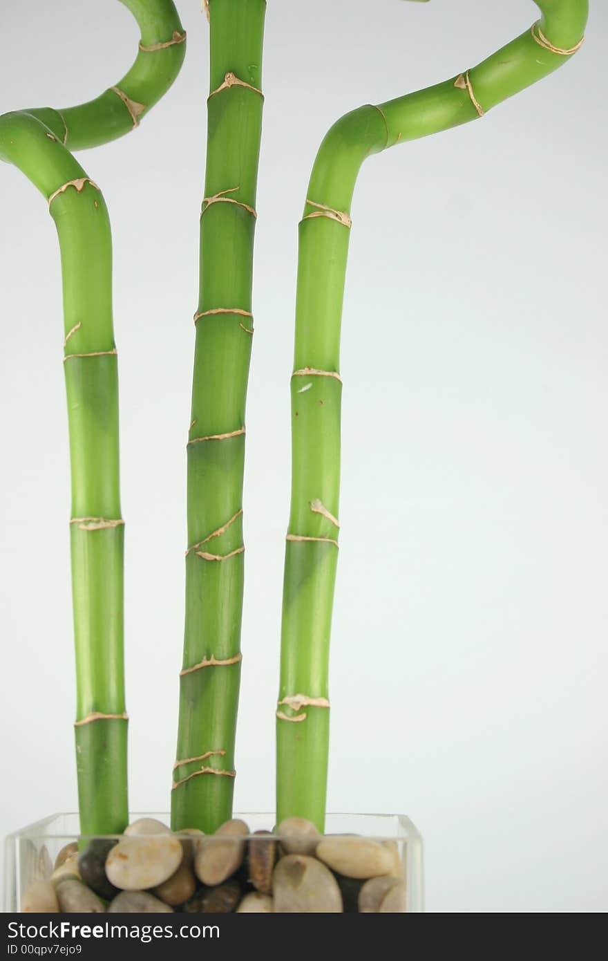 Lucky Bamboo