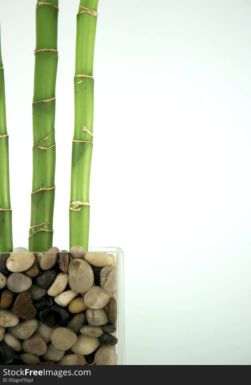 Bamboo potted in glass vase with rocks against a light blue background. Contemporary composition. Bamboo potted in glass vase with rocks against a light blue background. Contemporary composition