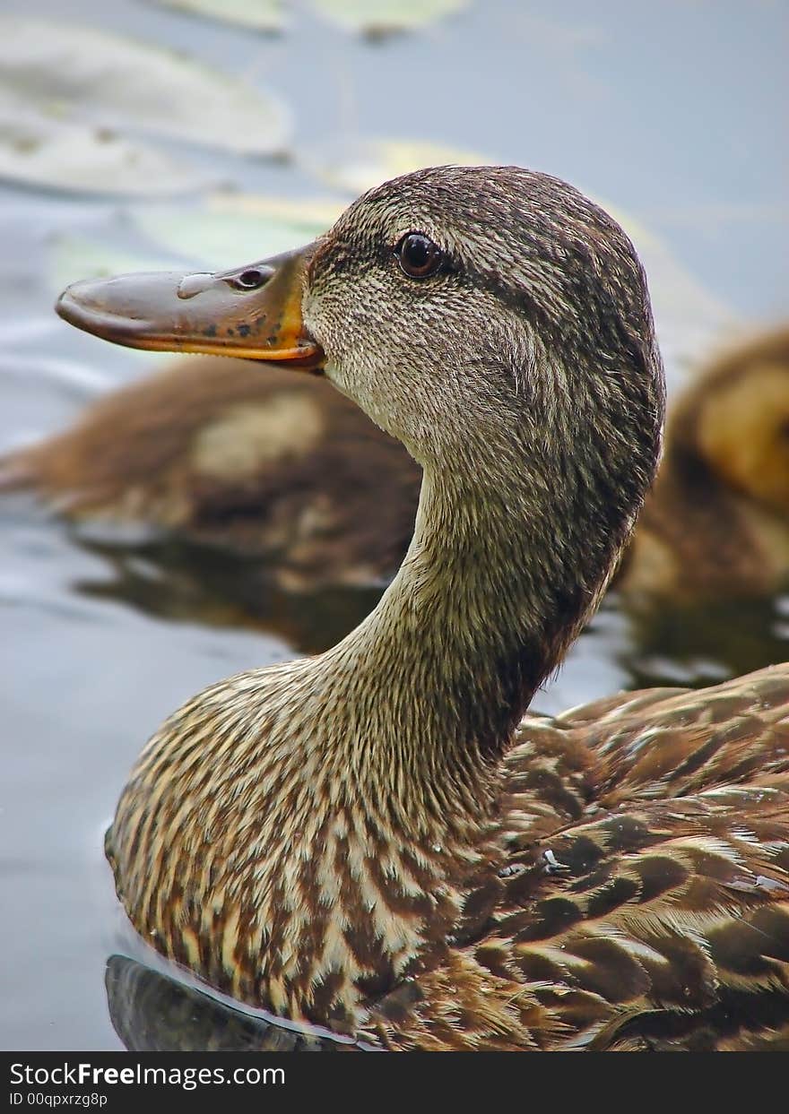 Coseup Of A Duck