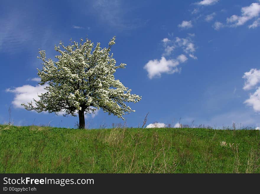 Flowering Tree