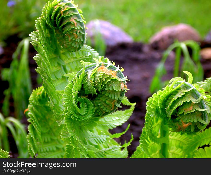 Abstract view of ostrich fern