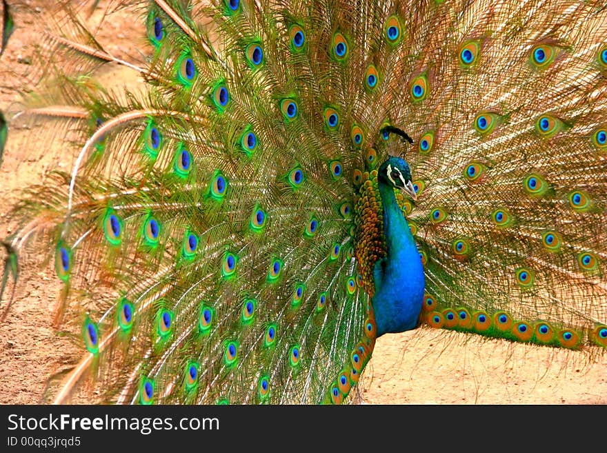 A peacock with a big tail.