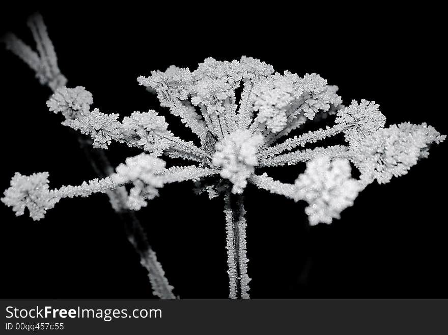 Frost on a cold swiss morning. Frost on a cold swiss morning