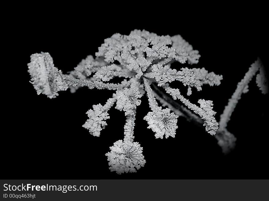 Frost on a cold swiss morning. Frost on a cold swiss morning