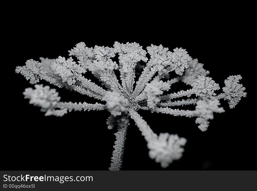 Frost on a cold swiss morning. Frost on a cold swiss morning