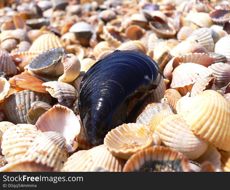 Mussel From Azov