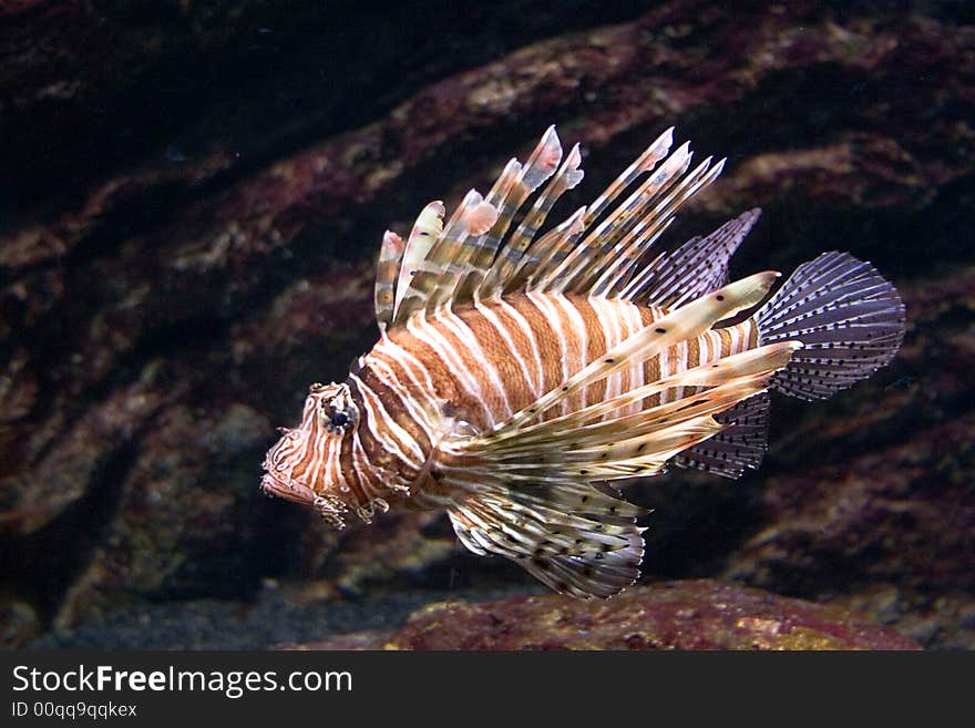 Lion Fish