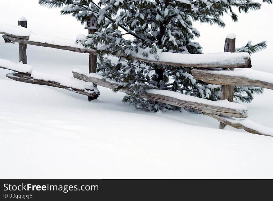 Young Pine tree up against a cedar split rail fence during a snow storm in Wasaga Beach, Ontario. Young Pine tree up against a cedar split rail fence during a snow storm in Wasaga Beach, Ontario