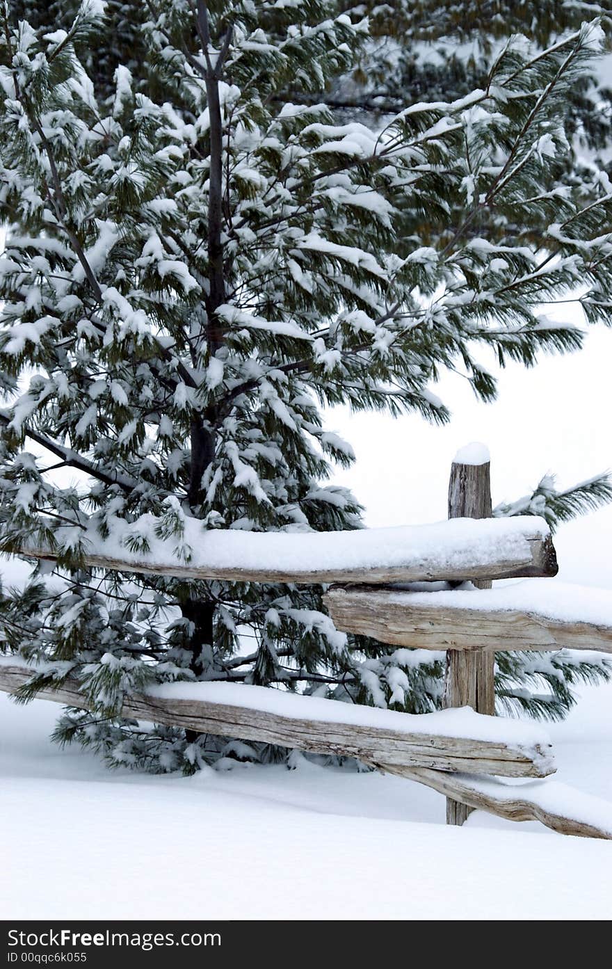 Young White Pine tree up against a cedar split rail fence during a snow storm in Wasaga Beach, Ontario. Young White Pine tree up against a cedar split rail fence during a snow storm in Wasaga Beach, Ontario