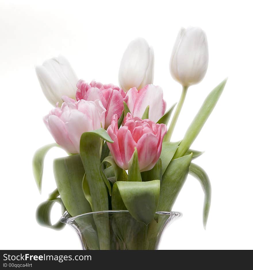 Tulips