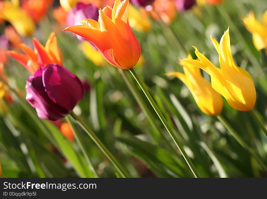 Close up shot of colorful tulips. Close up shot of colorful tulips