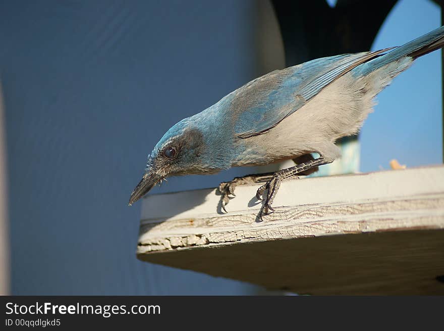 Scrub Jay came to feed on peanuts every day for a while. Scrub Jay came to feed on peanuts every day for a while.