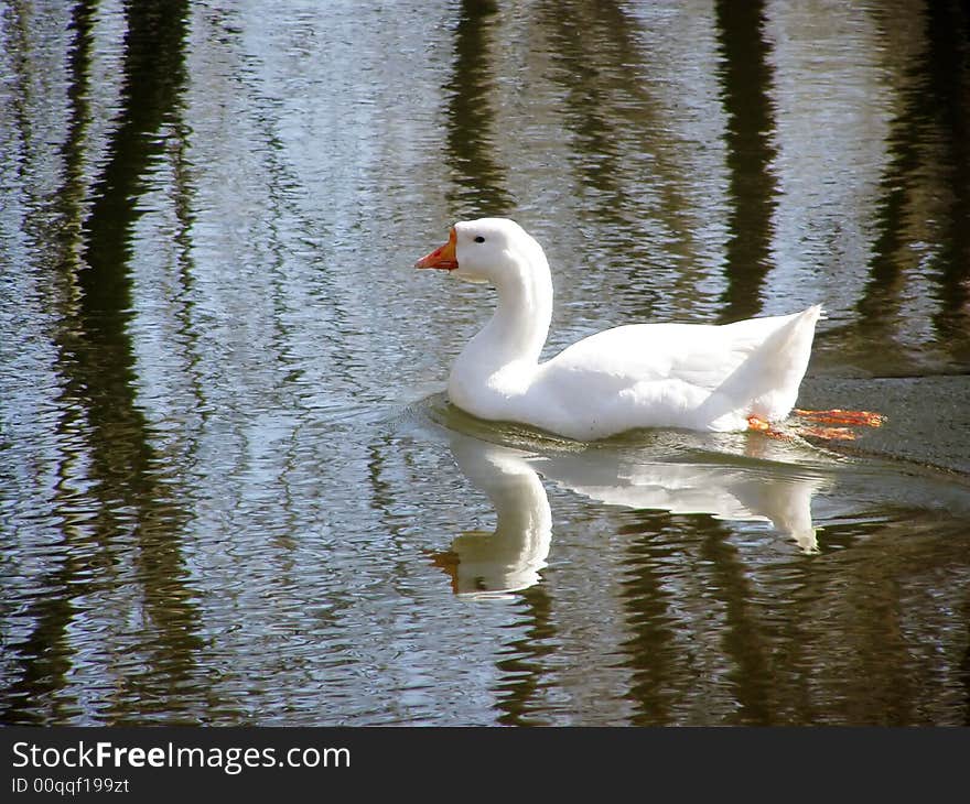 A Goose Swimming on the Rippled Pond Water