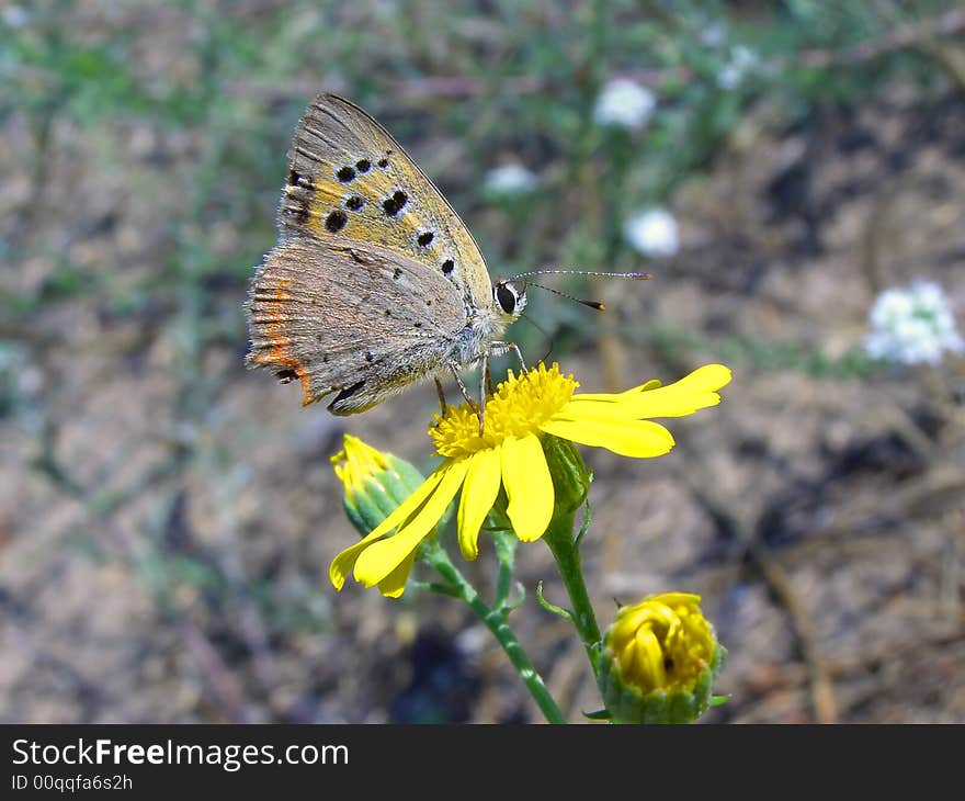 A Moth Butterfly