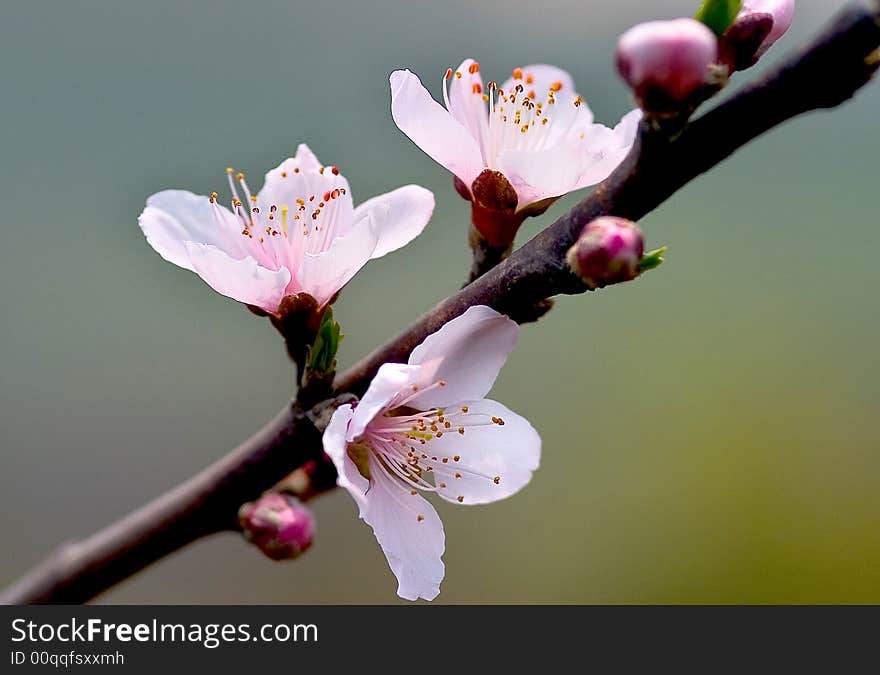 Peach blossom is blooming in the sunshine of spring. Peach blossom is blooming in the sunshine of spring.