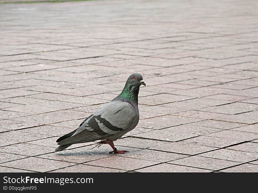 Landscape photo of a lone pigeon. Landscape photo of a lone pigeon