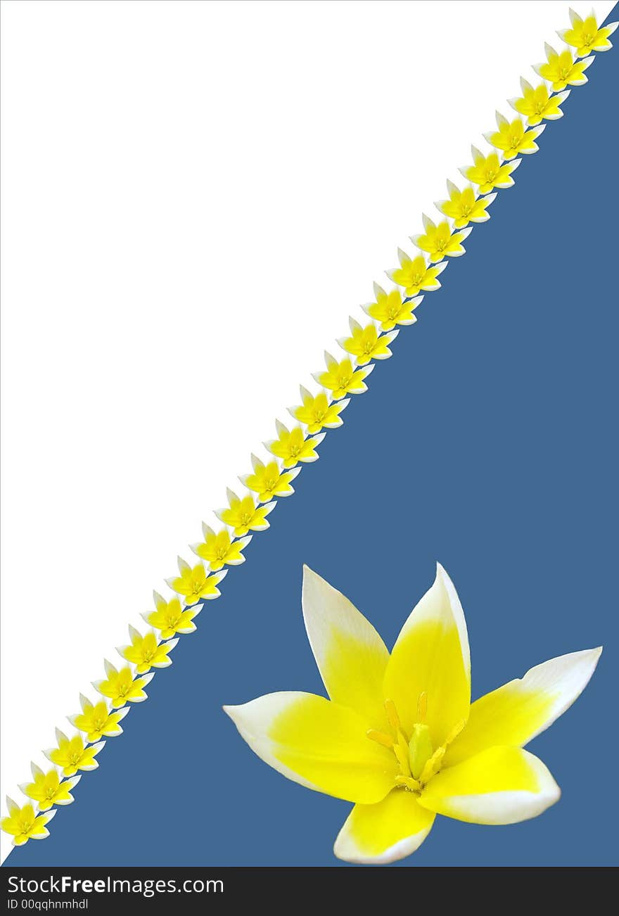 Yellow Tulip in the Blue Background